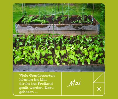 Gemüsesaat im Mai im Klettgau