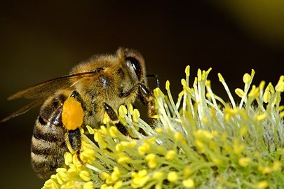 Werde Bienenpate im Klettgau